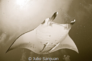 Manta in Maldives by Julio Sanjuan 